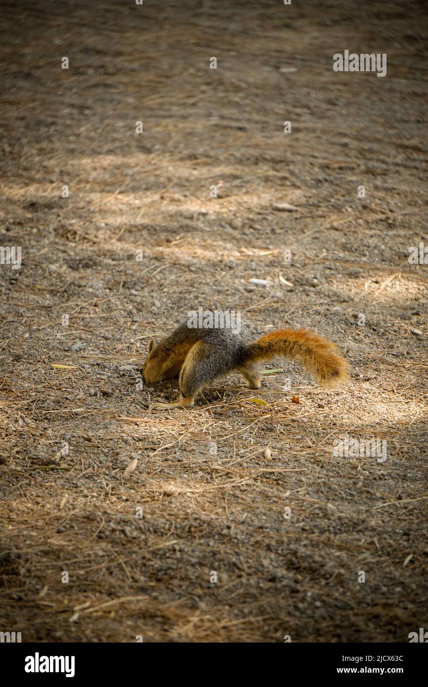 Scoiattolo seppellire il cibo nel terreno nella natura Foto Stock