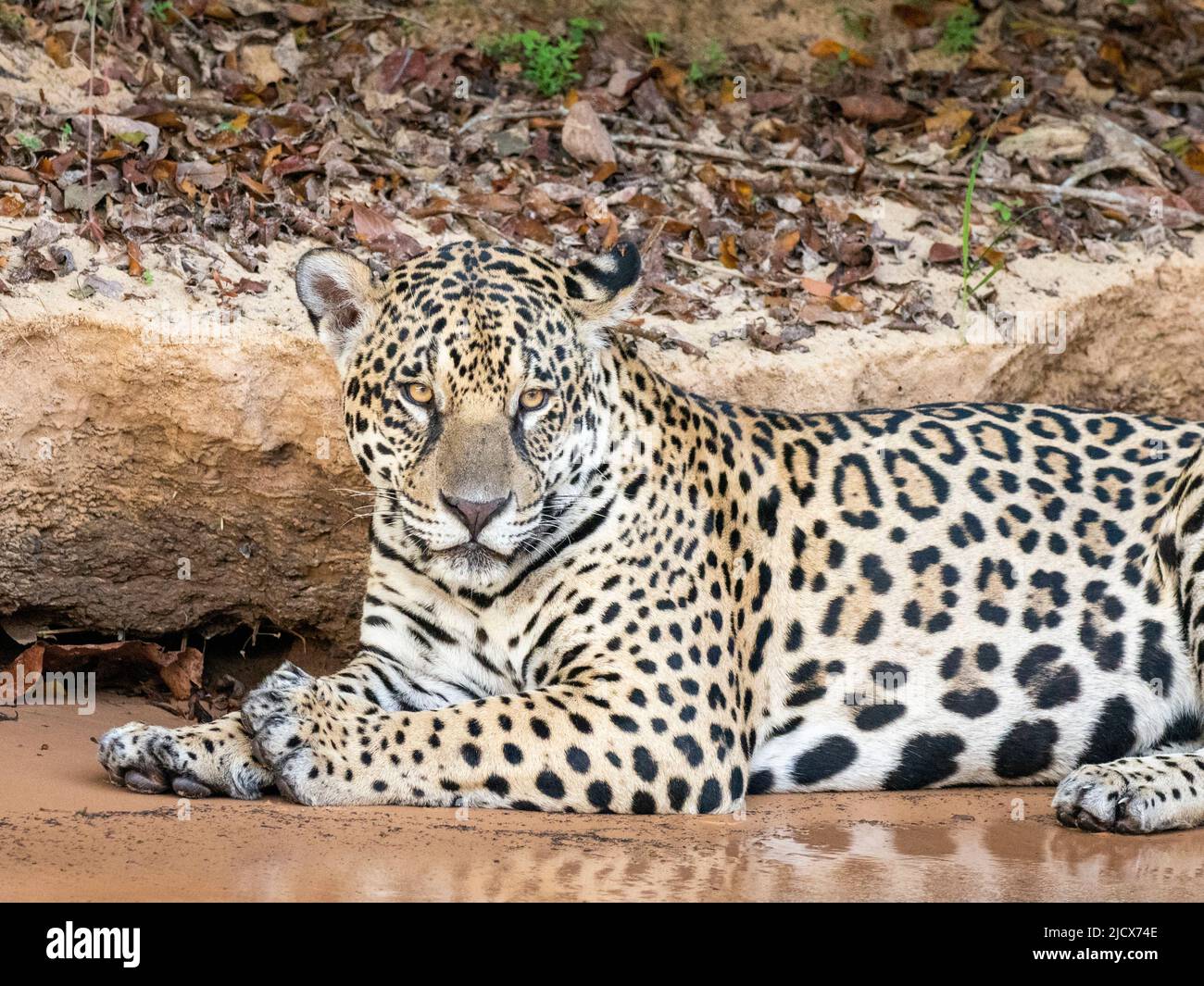 Donna adulta jaguar (Panthera onca), sulla riva del fiume Rio Tres Irmao, Mato Grosso, Pantanal, Brasile, Sud America Foto Stock