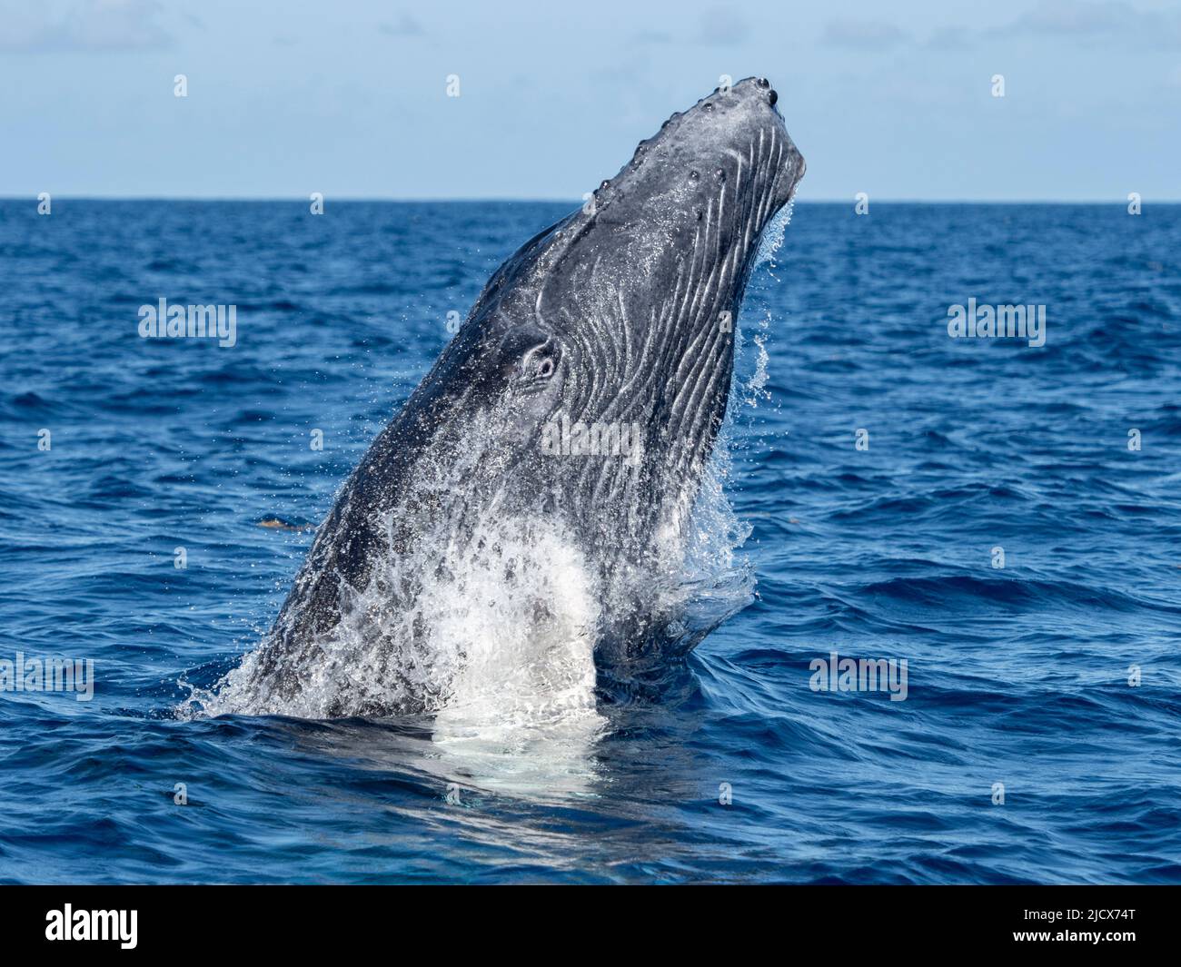 Humpback balena (Megaptera novaeangliae), neonato vitello breaching sulle Banche d'Argento, Repubblica Dominicana, grandi Antille, Caraibi, America Centrale Foto Stock