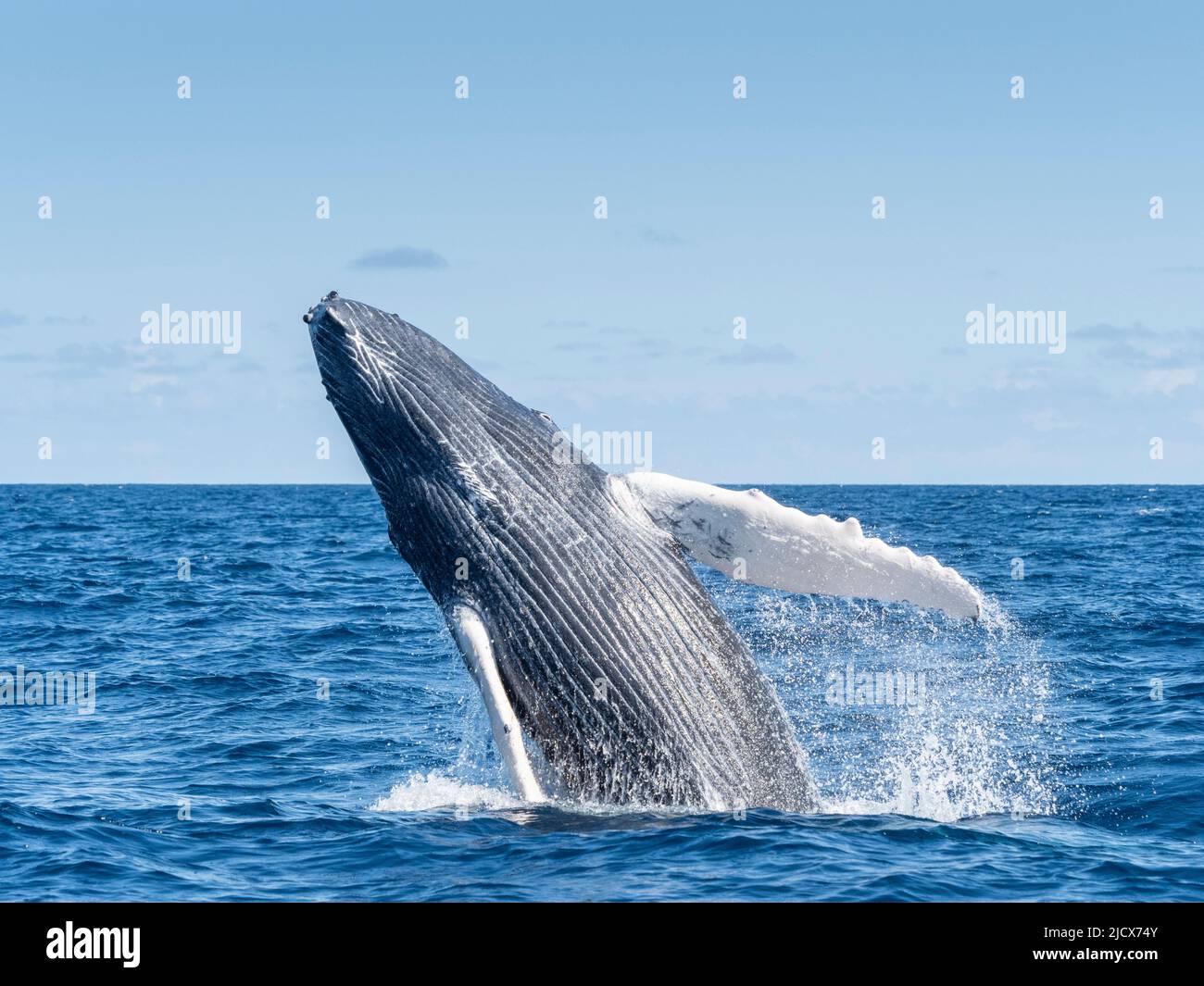Humpback balena (Megaptera novaeangliae), neonato vitello breaching sulle Banche d'Argento, Repubblica Dominicana, grandi Antille, Caraibi, America Centrale Foto Stock