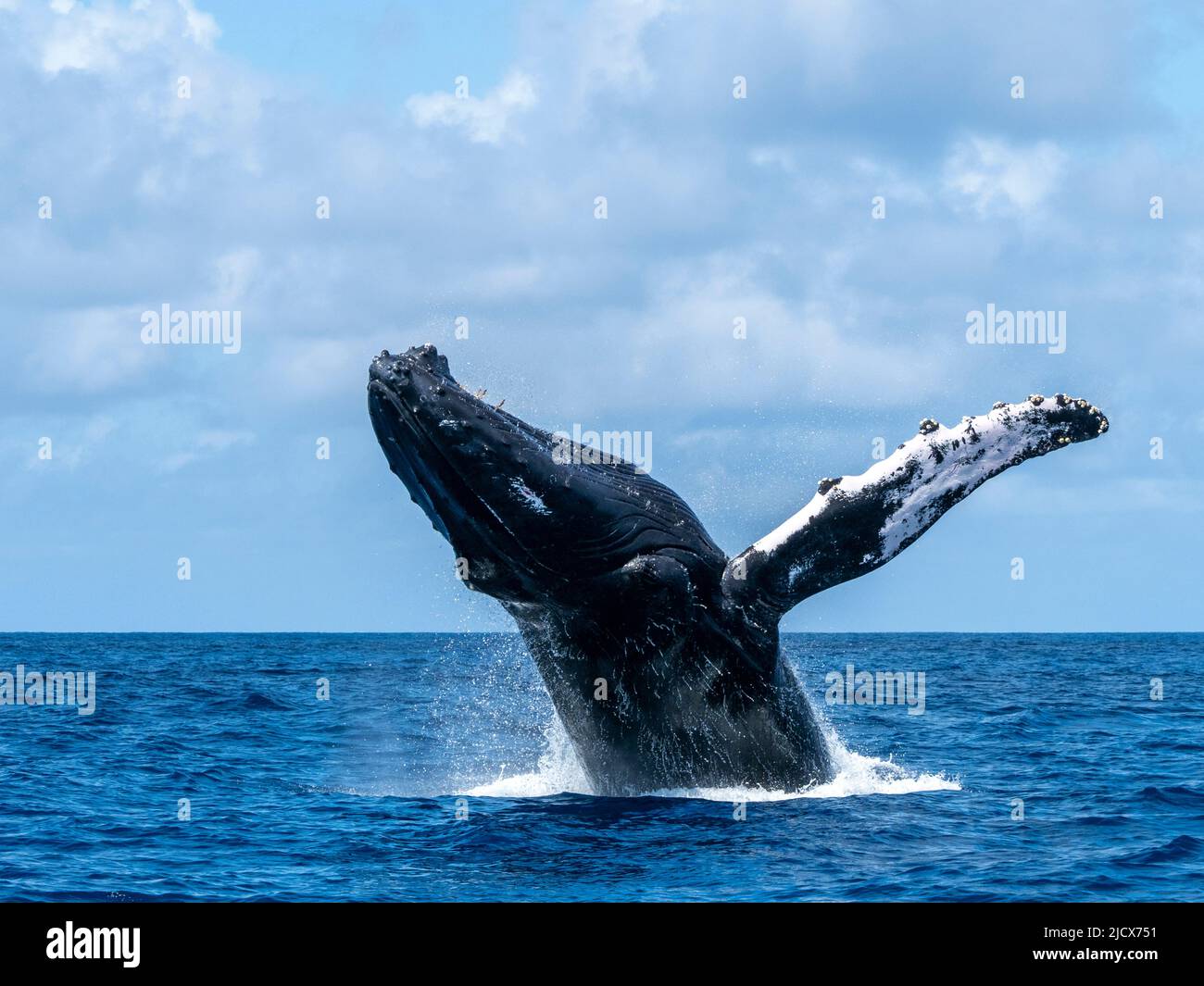 Humpback balena (Megaptera novaeangliae), maschio Breaching sulle Banche d'Argento, Repubblica Dominicana, grandi Antille, Caraibi, America Centrale Foto Stock