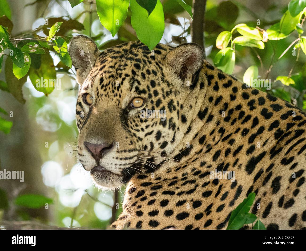 Adulto jaguar (Panthera onca), sulla riva del fiume Rio Negro, Mato Grosso, Pantanal, Brasile, Sud America Foto Stock