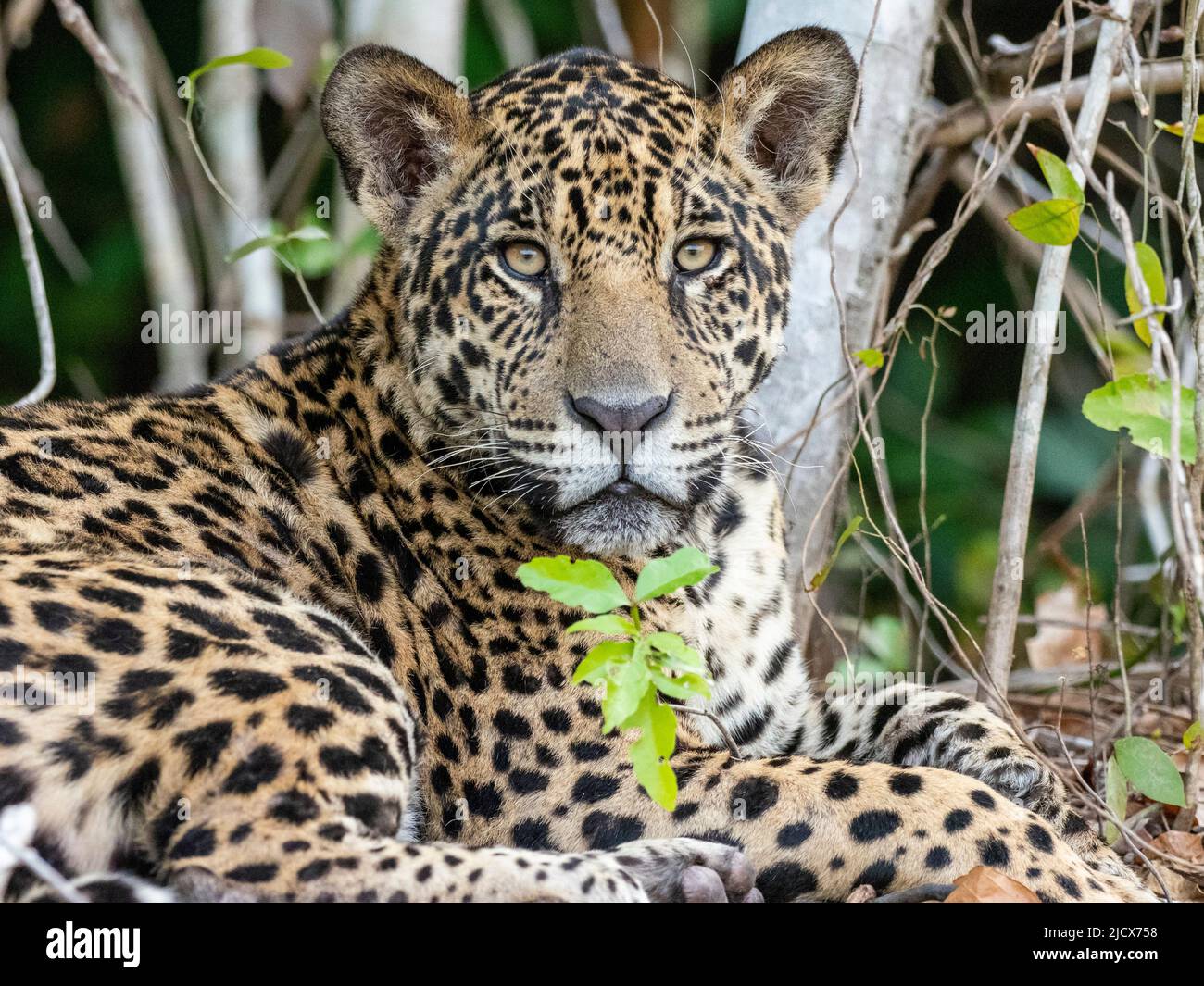 Adulto jaguar (Panthera onca), sulla riva del fiume Rio Tres Irmao, Mato Grosso, Pantanal, Brasile, Sud America Foto Stock
