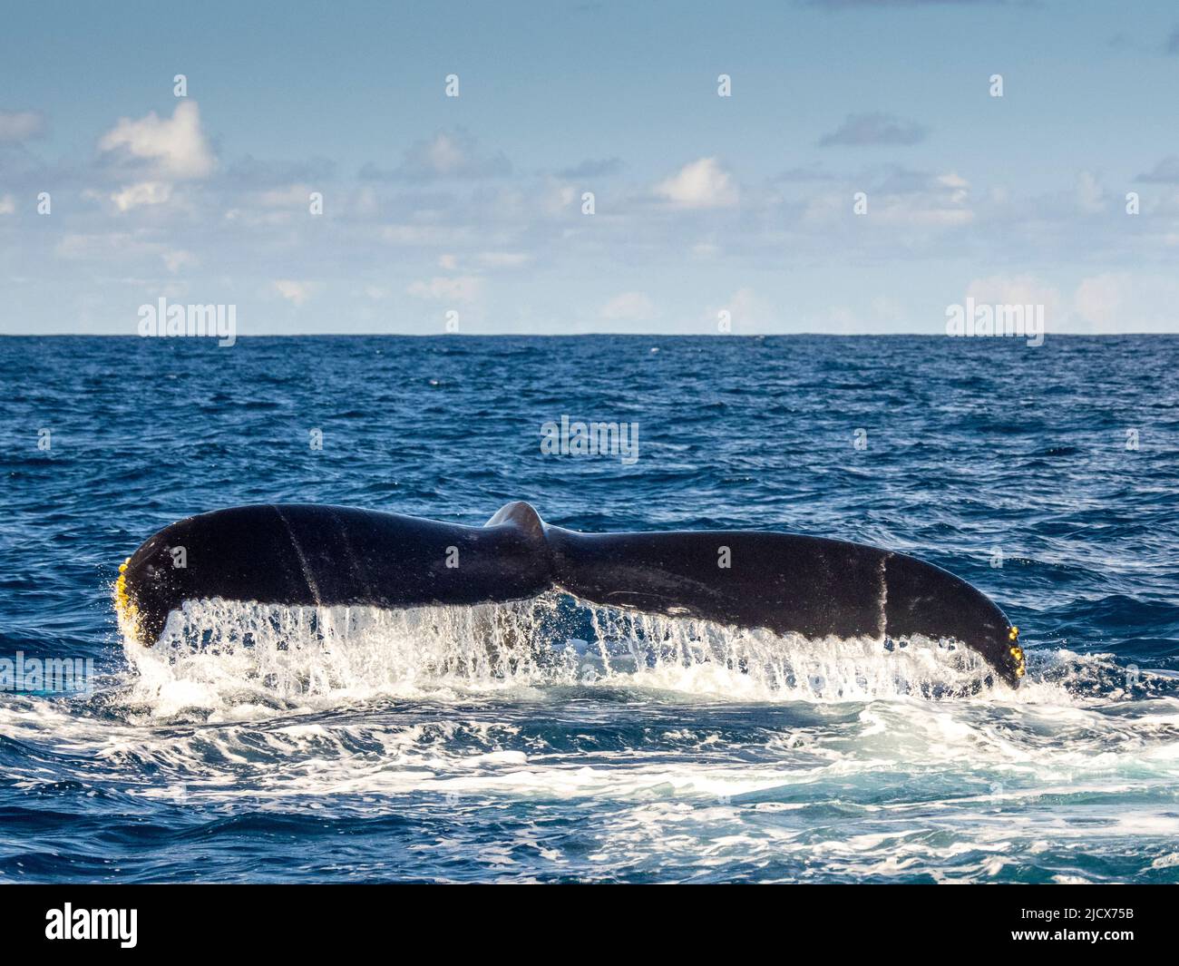 Humpback balena (Megaptera novaeangliae), flukes up immersione sulle Banche d'argento nella Repubblica Dominicana, Antille grandi, Caraibi, America Centrale Foto Stock