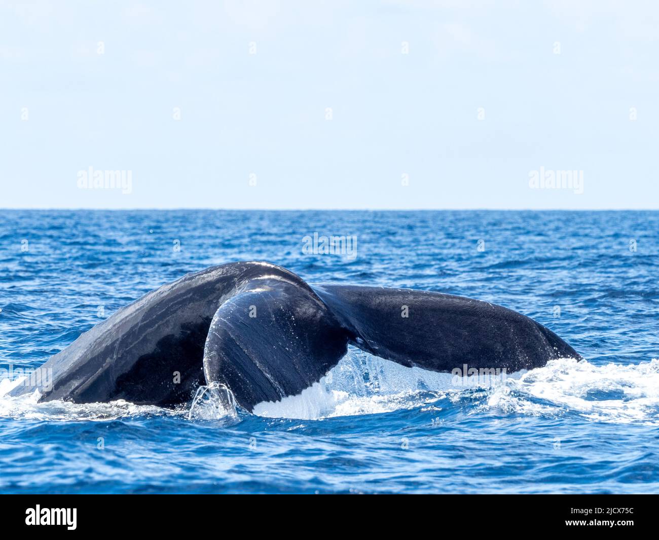Humpback balena (Megaptera novaeangliae), gruppo di concorrenza sulle Banche d'Argento, Repubblica Dominicana, Antille grandi, Caraibi, America Centrale Foto Stock