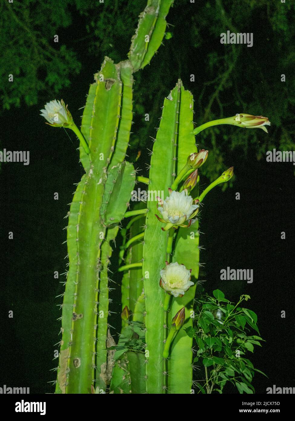 Un cactus colonnare notturno in fiore dal genere Cereus a Pouso Allegre, Mato Grosso, Pantanal, Brasile, Sud America Foto Stock
