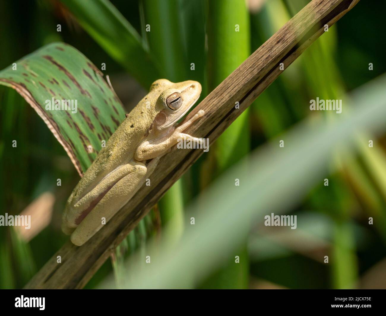 Rana adulta dell'Ordine Anura, Pouso Allegre, Mato Grosso, Pantanal, Brasile, Sud America Foto Stock