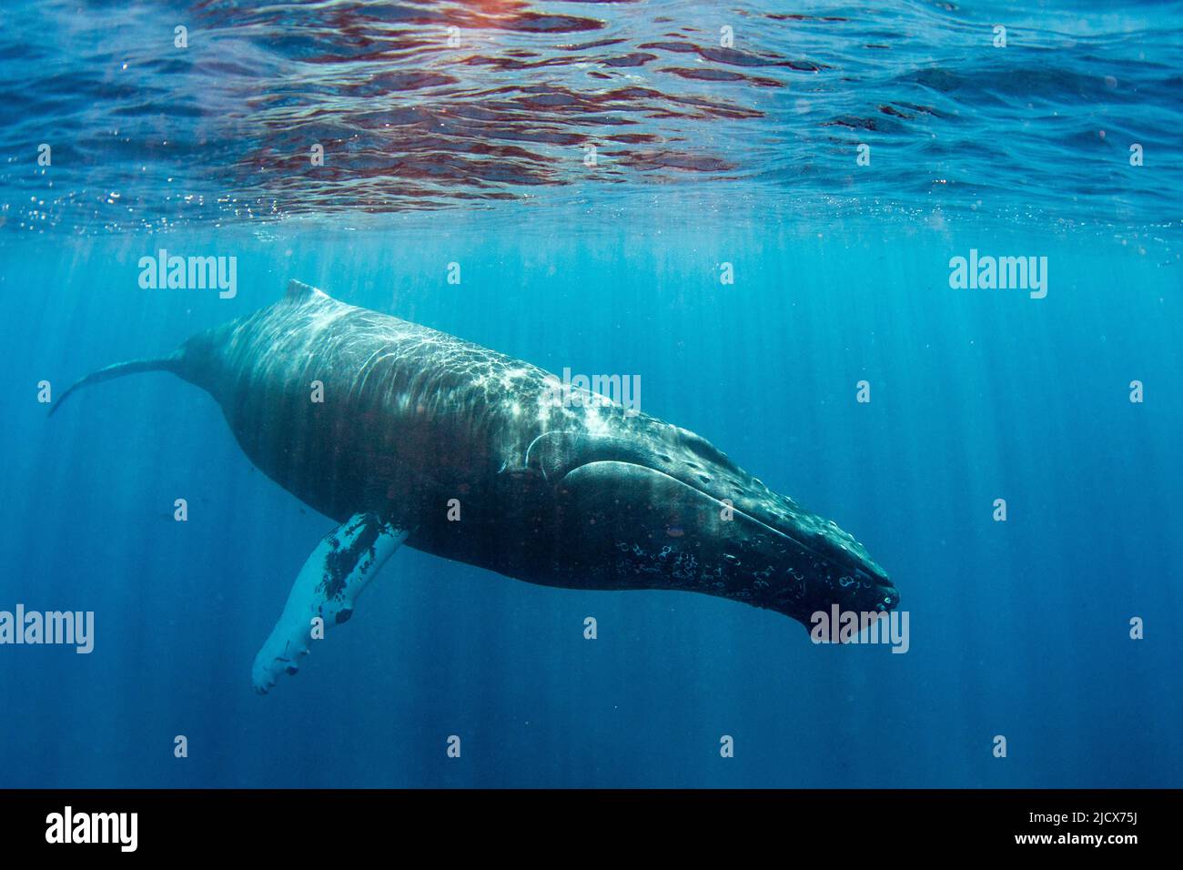 Humpback balena (Megaptera novaeangliae), adulto sott'acqua sulla Banca d'argento, Repubblica Dominicana, grandi Antille, Caraibi, America Centrale Foto Stock