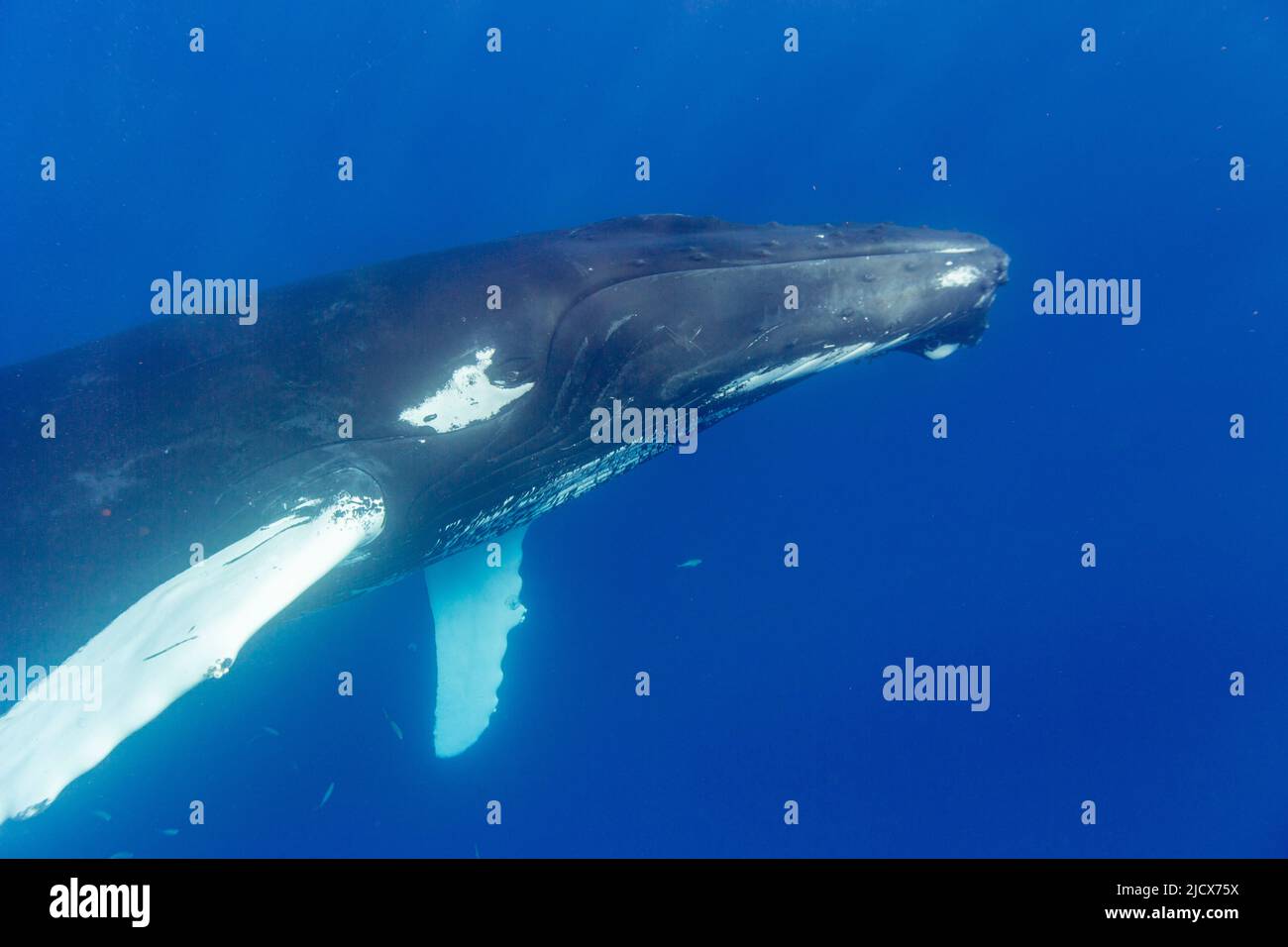 Humpback balena (Megaptera novaeangliae), adulto sott'acqua sulla Banca d'argento, Repubblica Dominicana, grandi Antille, Caraibi, America Centrale Foto Stock