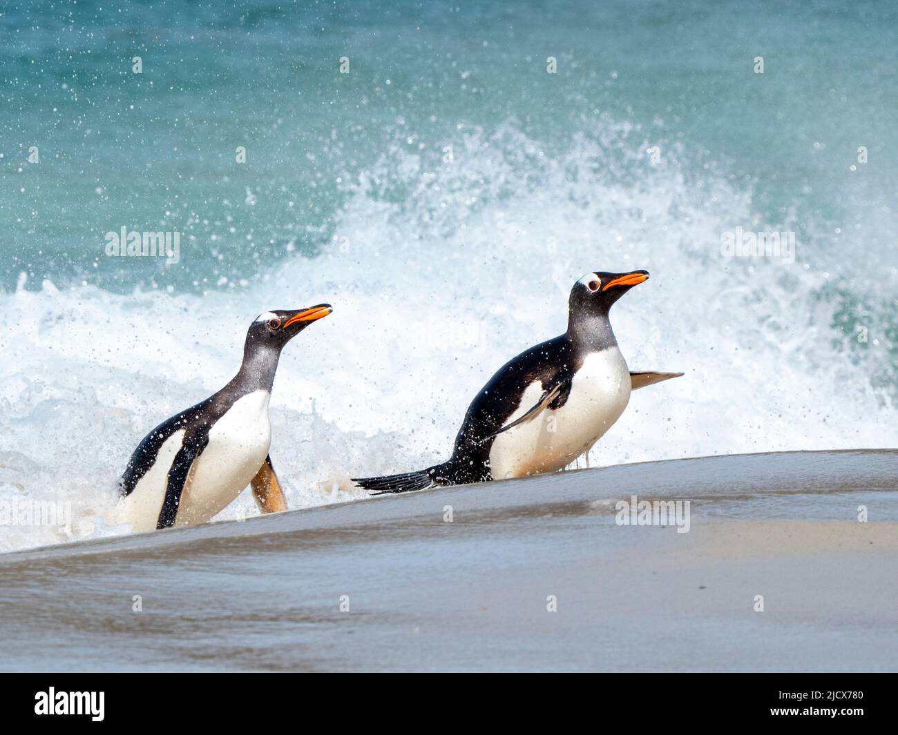 Pinguino Gentoo (Pygoscelis papua), adulti che ritornano dal nutrirsi in mare sulla spiaggia di New Island, Falklands, Sud America Foto Stock
