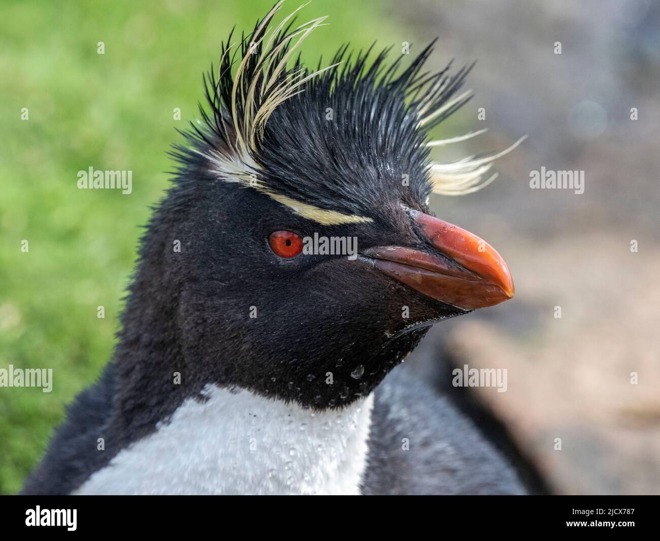 Pinguini da rockhopper meridionale adulti (Eudyptes chrysocome), dettagli sulla testa di Saunders Island, Falklands, Sud America Foto Stock