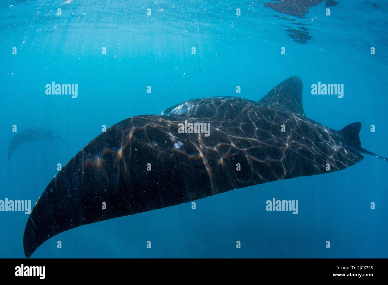 Manta ray (Mobula alfredi), nuoto sulla barriera corallina di Ningaloo, Australia Occidentale, Australia, Pacifico Foto Stock