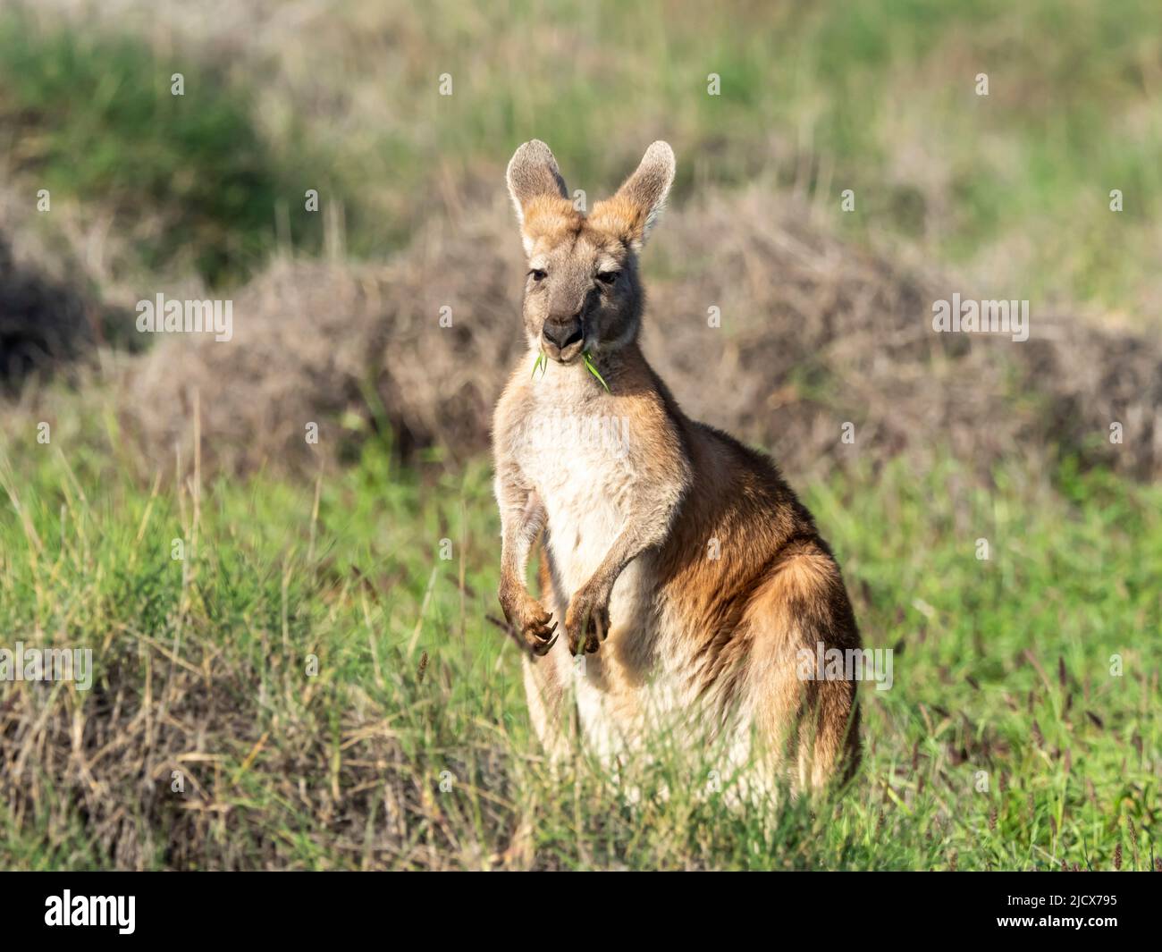 Canguro rosso adulto (Macropus rufus), nel Cape Range National Park, Australia Occidentale, Australia, Pacifico Foto Stock