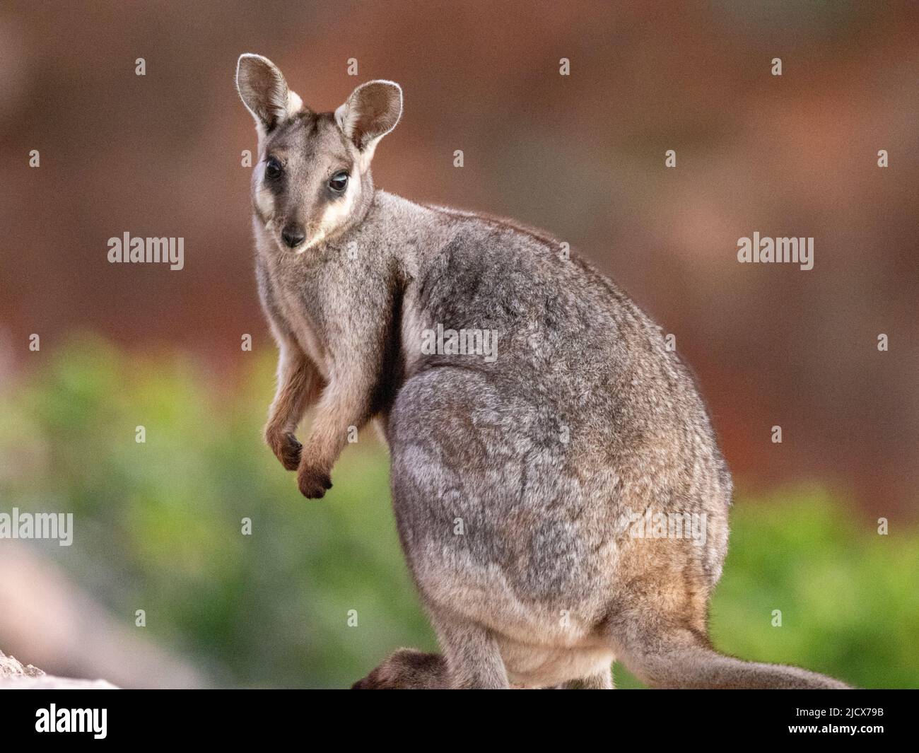 Wallaby di roccia nero adulto (Petogale lateralis), nel Parco Nazionale di gamma del Capo, Australia Occidentale, Australia, Pacifico Foto Stock