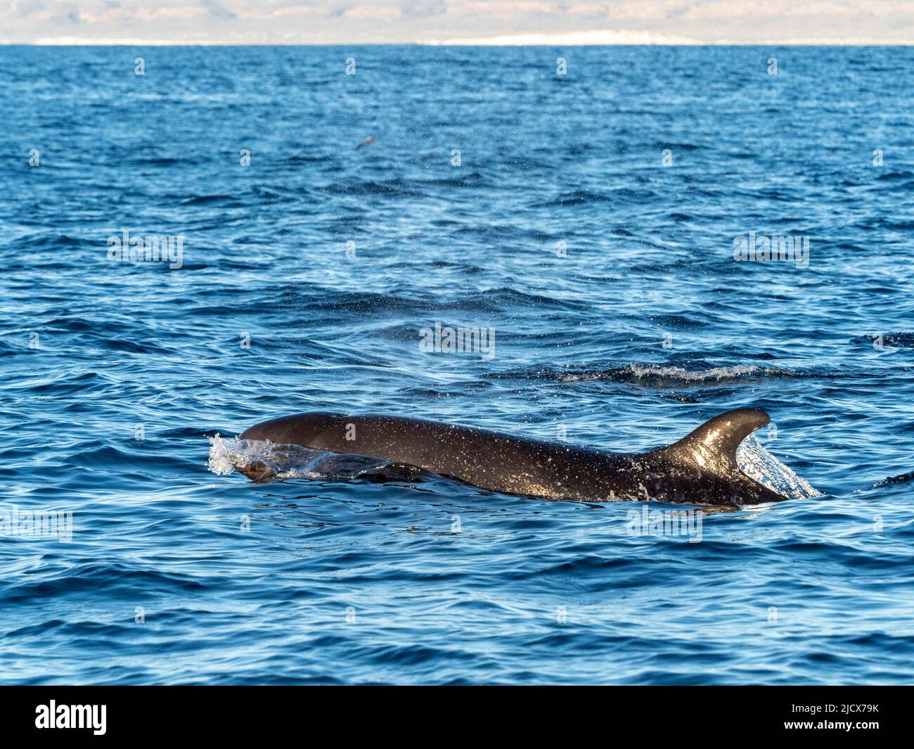 Balena falsa dell'assassino dell'adulto (crassidens di Pseudorca), che si affaccia sulla barriera corallina di Ningaloo, Australia occidentale, Australia, Pacifico Foto Stock