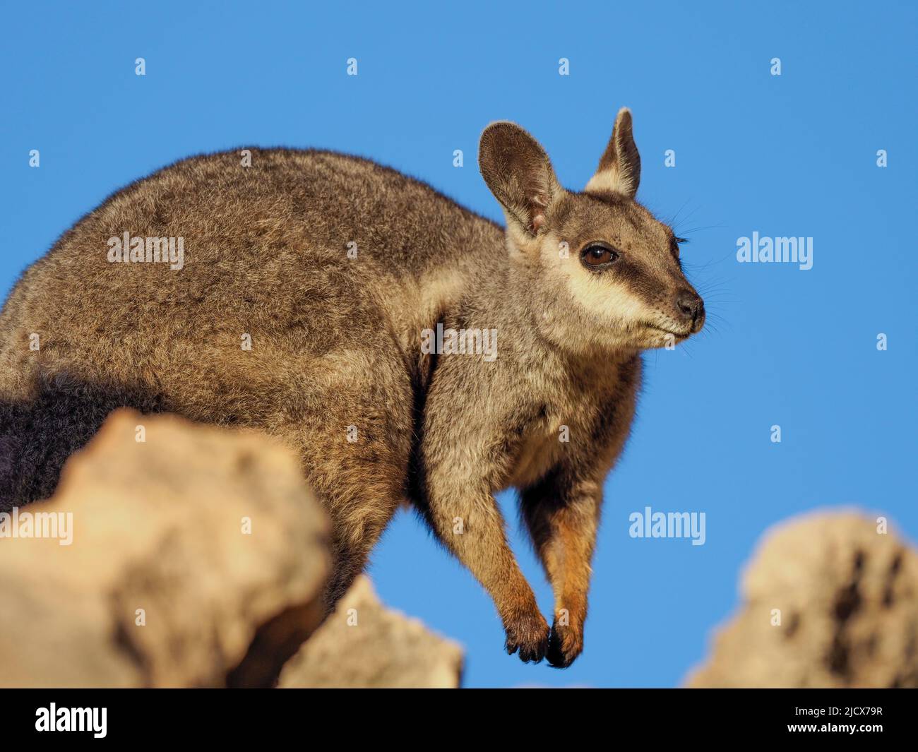 Wallaby di roccia nero adulto (Petogale lateralis), nel Parco Nazionale di gamma del Capo, Australia Occidentale, Australia, Pacifico Foto Stock