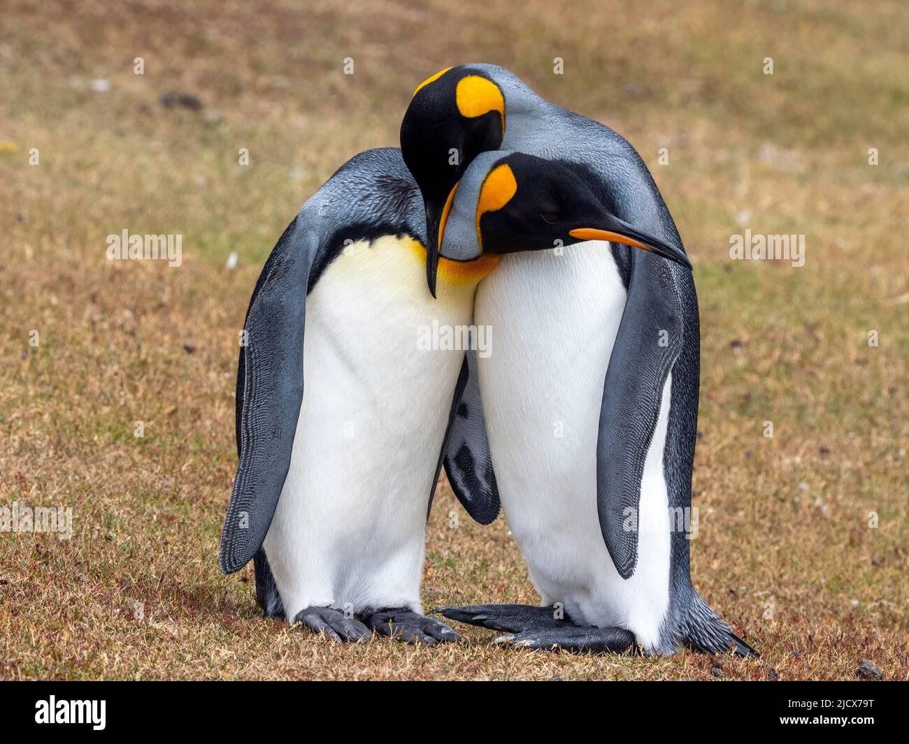 Un paio di pinguini re adulti (Appenodytes patagonicus), mostra di corteggiamenti a Saunders Island, Falklands, Sud America Foto Stock