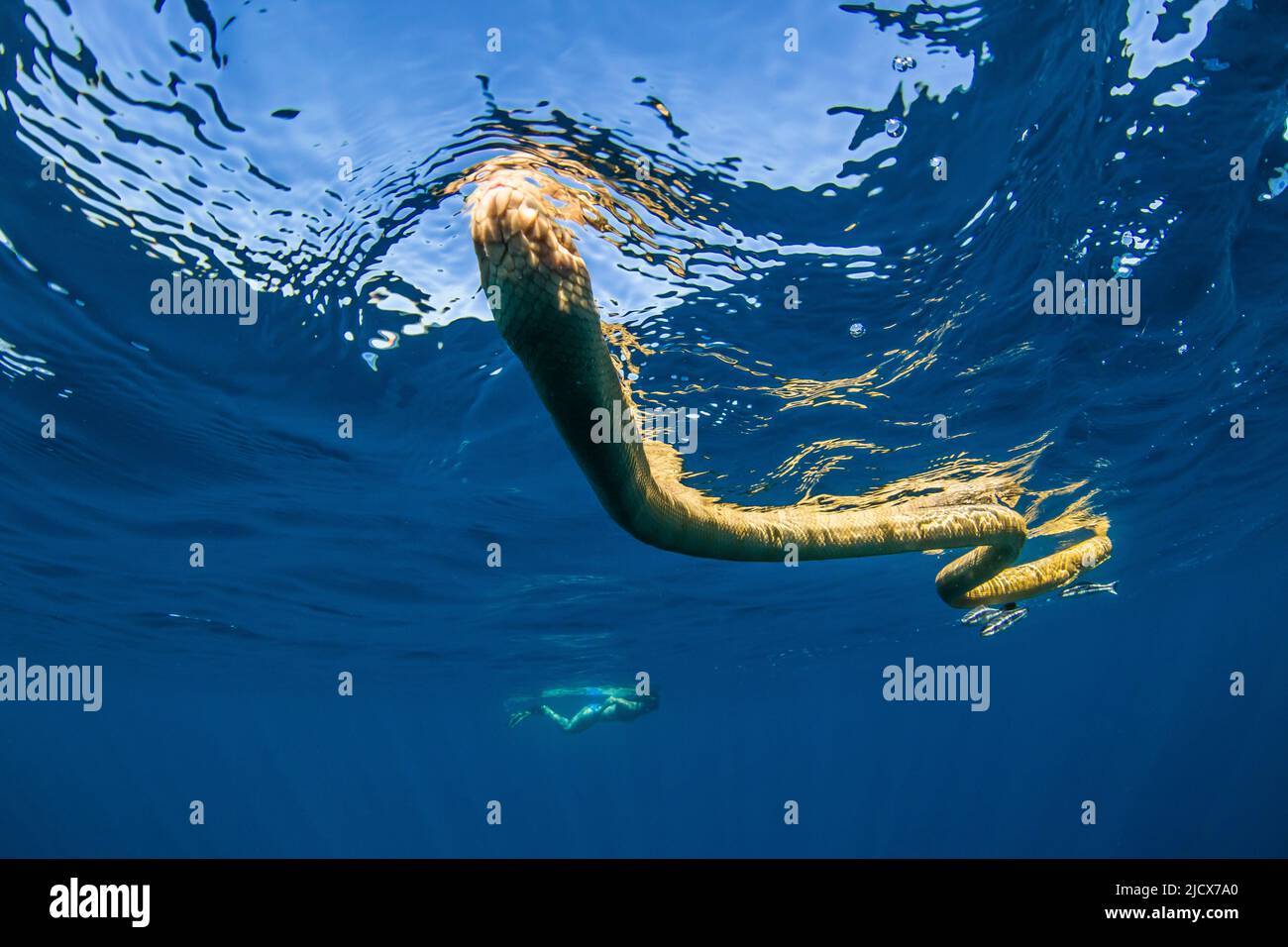 Serpente di mare a testa di ulivo (Hydrofis Major), nuoto con le remore sulla barriera corallina di Ningaloo, Australia Occidentale, Australia, Pacifico Foto Stock