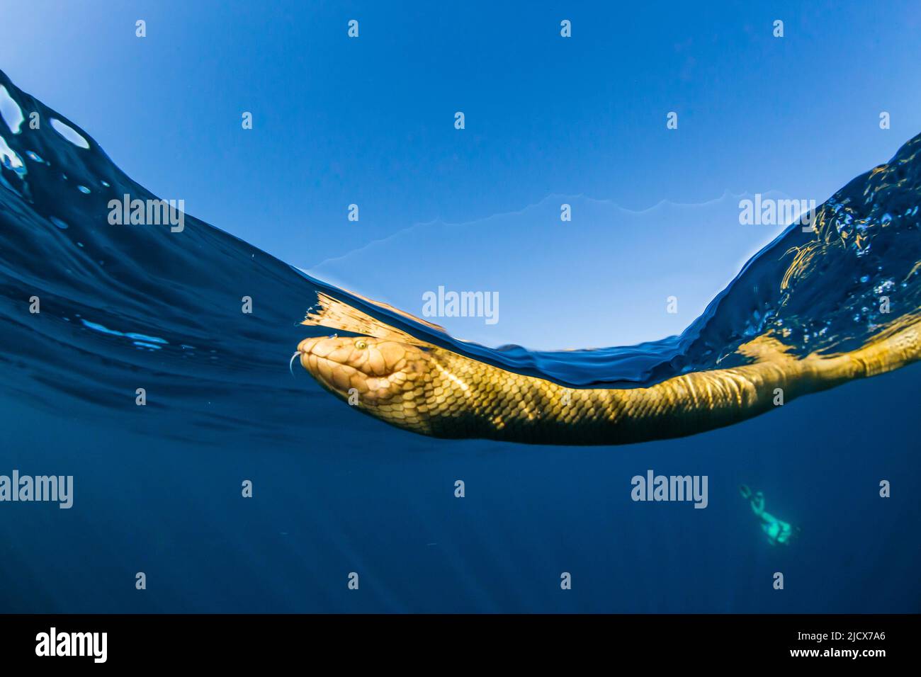 Serpente marino adulto a testa di ulivo (Hydrofis Major), nuoto sulla barriera corallina di Ningaloo, Australia Occidentale, Australia, Pacifico Foto Stock