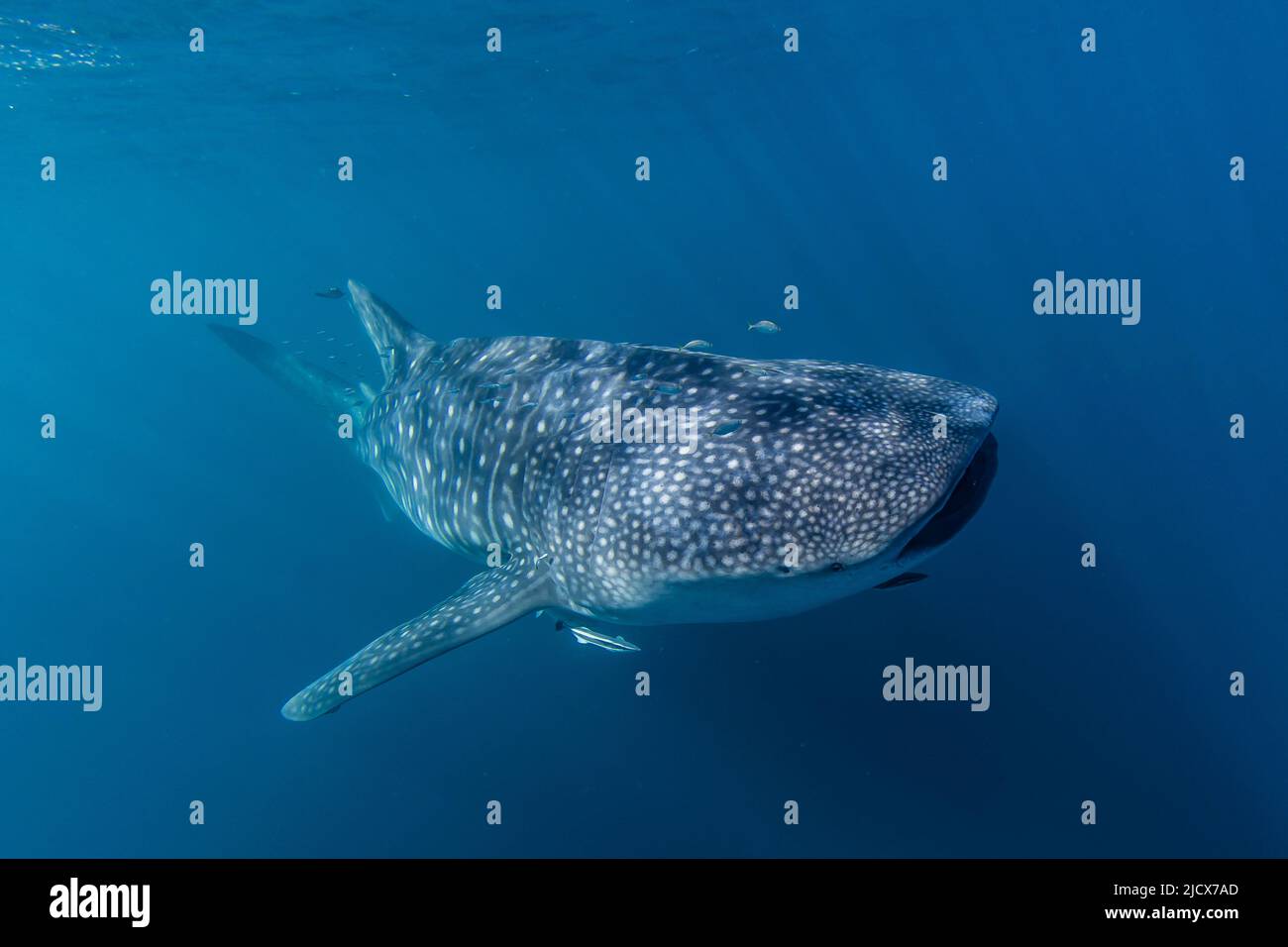 Squalo balena adulto (Rhincodon typus), sott'acqua su Ningaloo Reef, Australia Occidentale, Australia, Pacifico Foto Stock