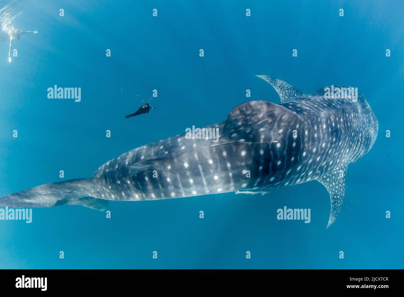 Squalo balena (Rhincodon typus), subacqueo con snorkeler a Ningaloo Reef, Australia Occidentale, Australia, Pacifico Foto Stock