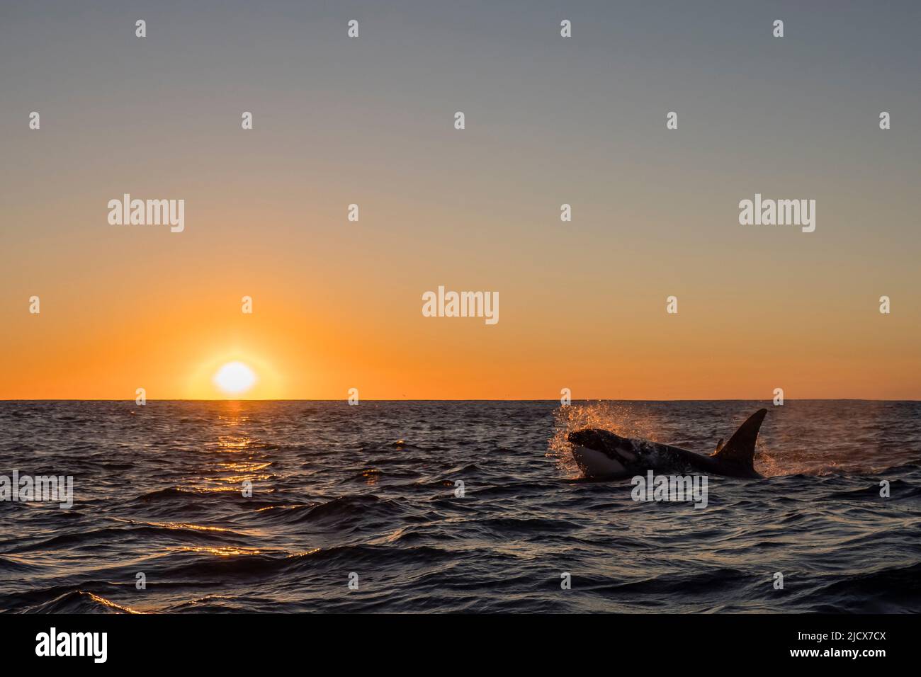 Balena killer maschile per adulti (Orcinus orca), fronte al tramonto sulla barriera corallina di Ningaloo, Australia occidentale, Australia, Pacifico Foto Stock
