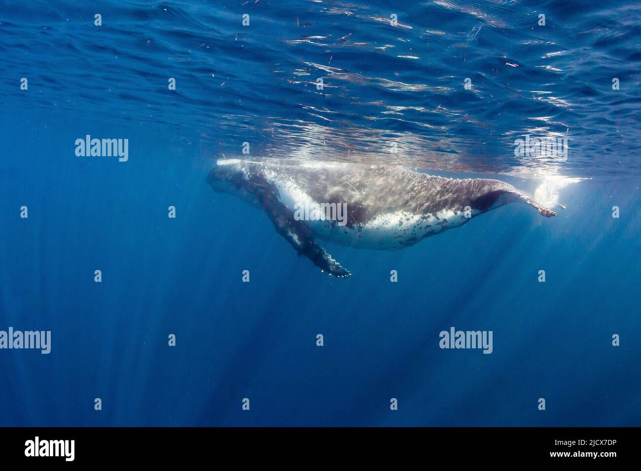 Whale humpback (Megaptera novaeangliae), adulto sott'acqua sulla barriera corallina di Ningaloo, Australia Occidentale, Australia, Pacifico Foto Stock