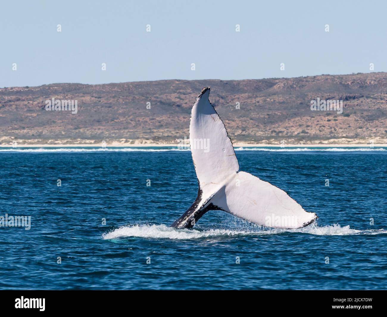 Megattere (Megaptera novaeangliae), adulti flukes up immersione a Ningaloo Reef, Australia occidentale, Australia, Pacifico Foto Stock