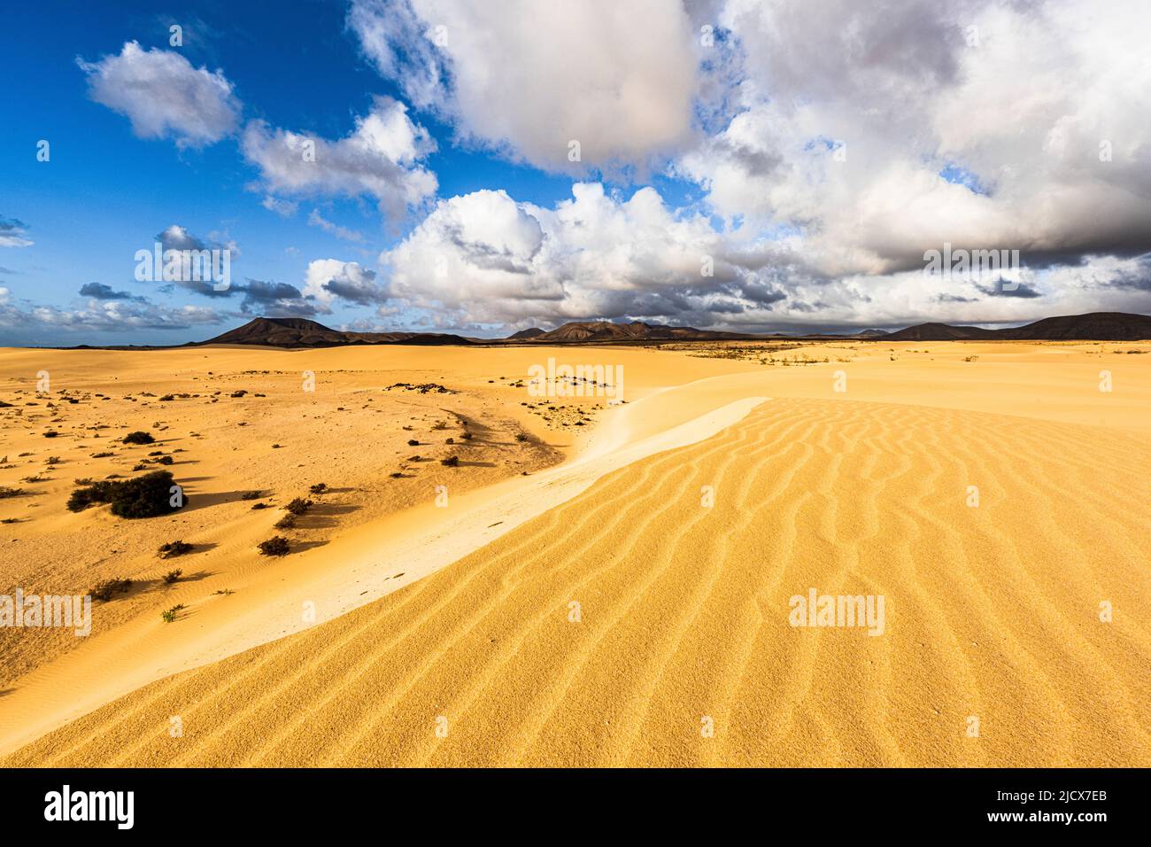 Dune di sabbia del deserto illuminate dal sole luminoso, Parco Naturale Corralejo, Fuerteventura, Isole Canarie, Spagna, Atlantico, Europa Foto Stock