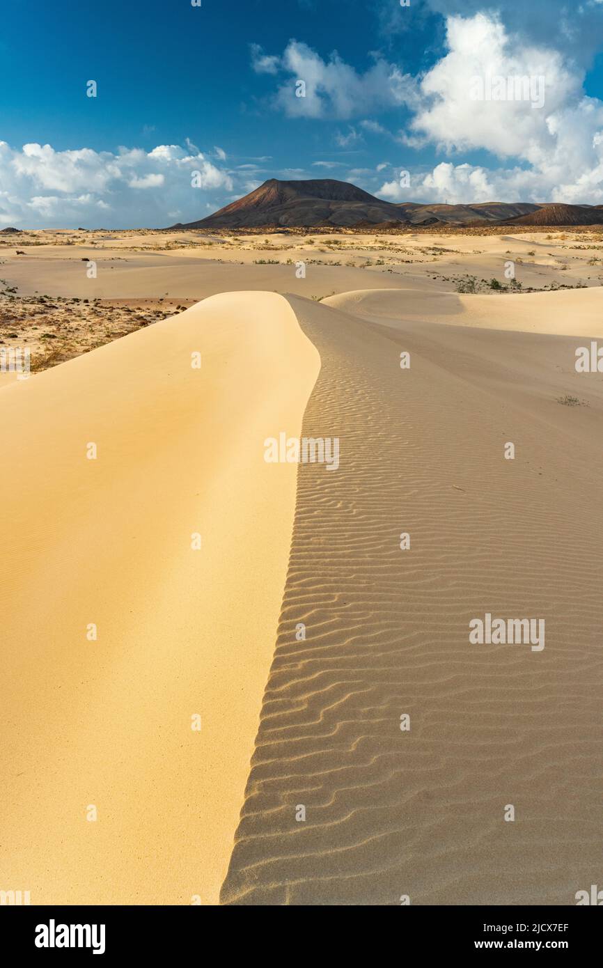 Sabbia gialla di dune del deserto, Parco Naturale Corralejo, Fuerteventura, Isole Canarie, Spagna, Atlantico, Europa Foto Stock