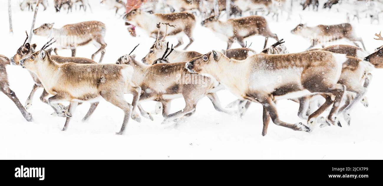 Renne allevate da sami che corrono velocemente nel paesaggio bianco durante una nevicata, Lapponia, Svezia, Scandinavia, Europa Foto Stock