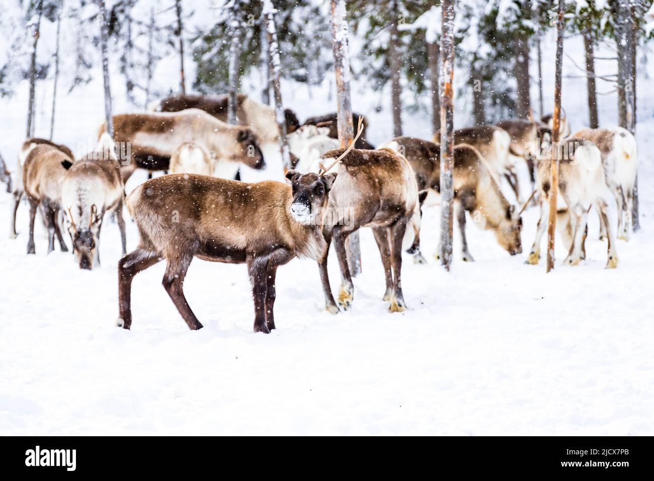 Mandria di renne nella foresta artica durante una nevicata invernale, Lapponia, Svezia, Scandinavia, Europa Foto Stock