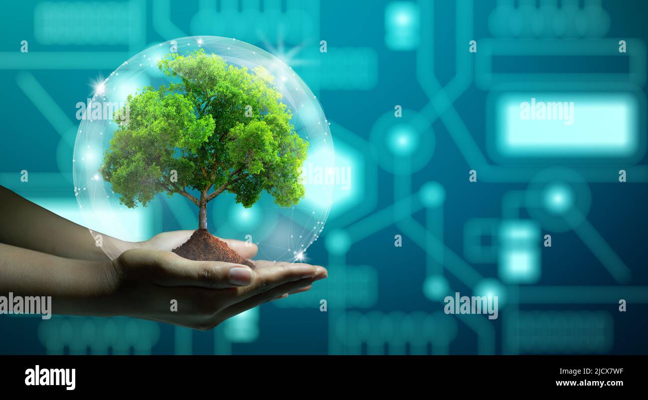 Mano umana che tiene albero crescente con globo wireframe. Connessione di rete e sfondo del punto di convergenza del circuito. Green IT, la tecnologia della natura interagiscono Foto Stock