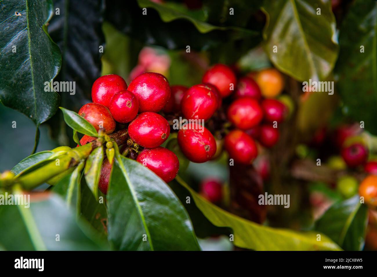 I chicchi di caffè, zona Cafetera, Colombia, Sud America Foto Stock