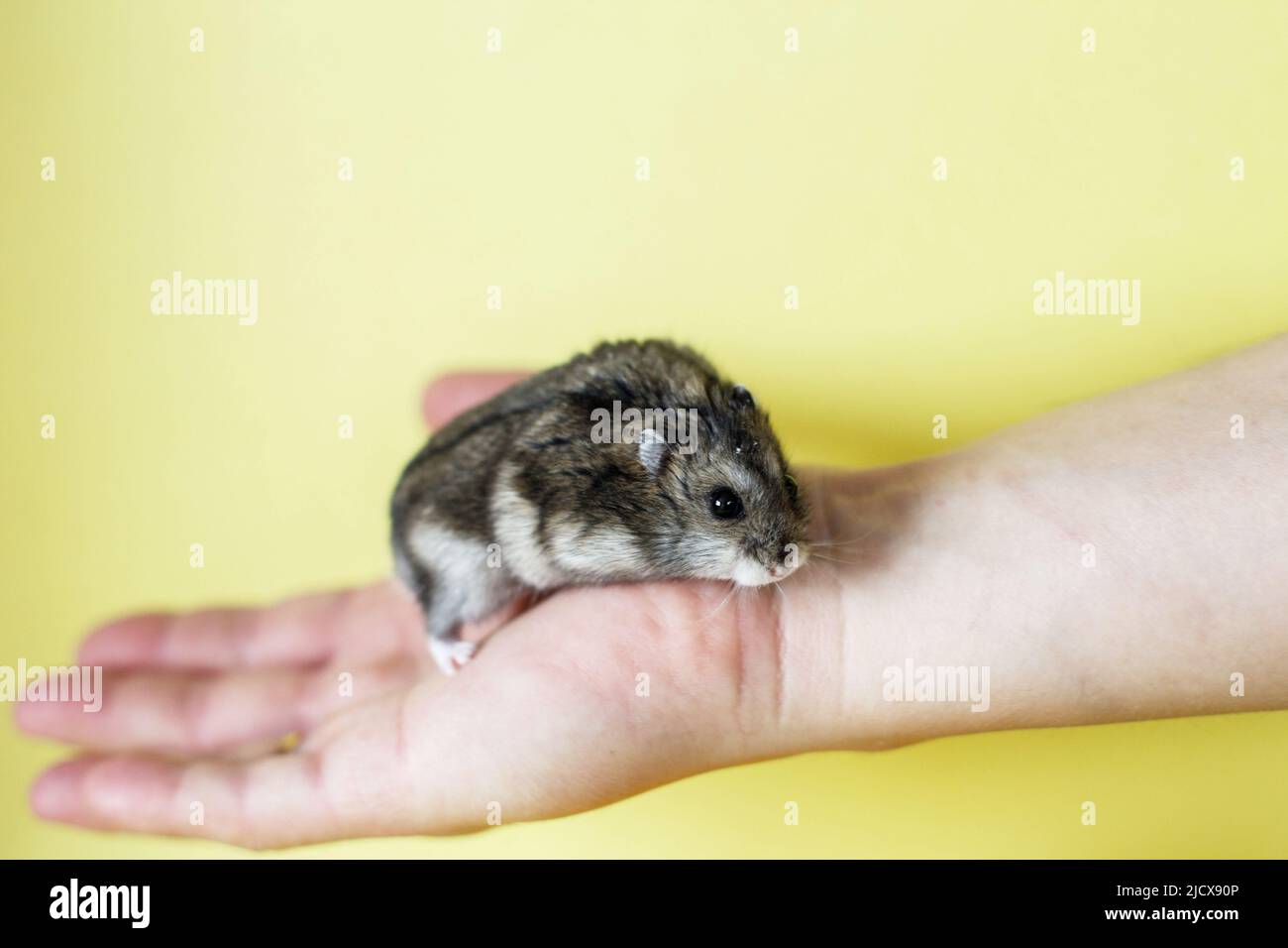 Carino criceto piccolo in mani mene vicino su uno sfondo giallo Foto Stock