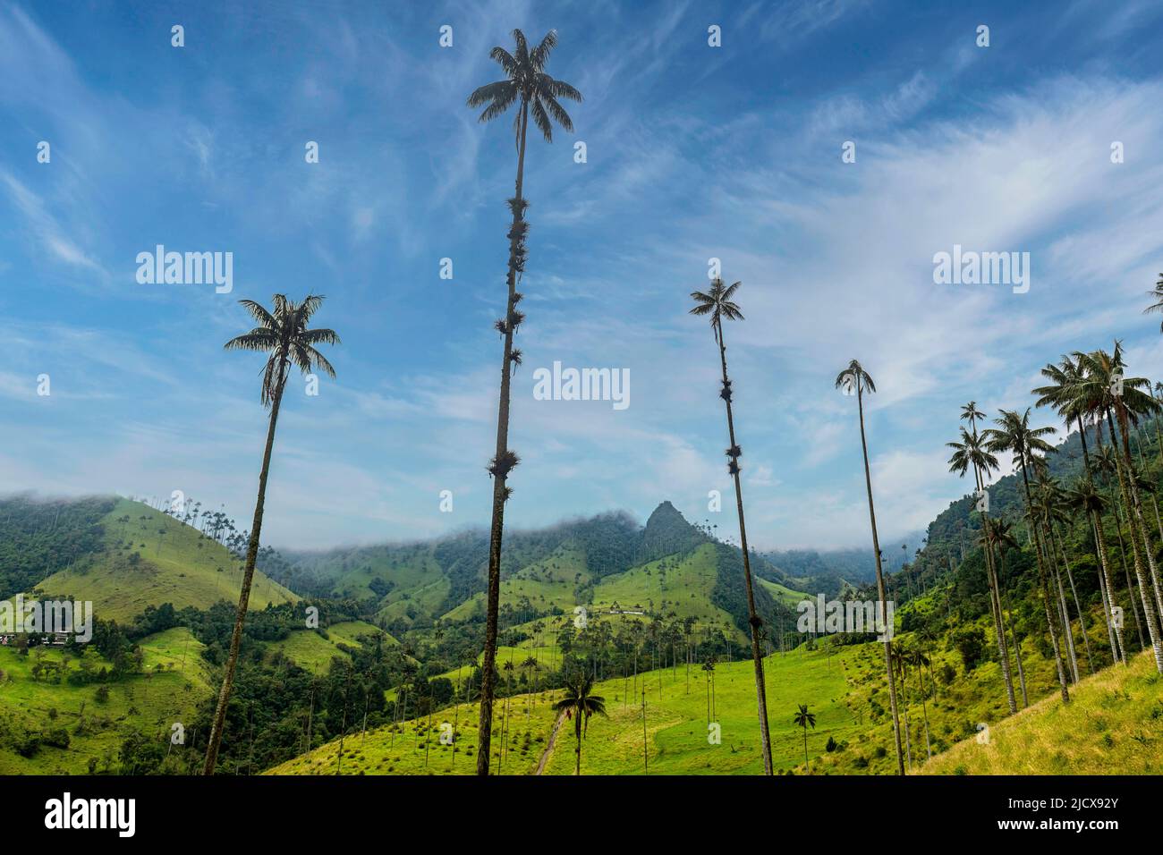 Palme da cera, le palme più grandi del mondo, la Valle di Cocora, Sito Patrimonio Mondiale dell'UNESCO, Paesaggio Culturale del caffè, Salento, Colombia, Sudamerica Foto Stock