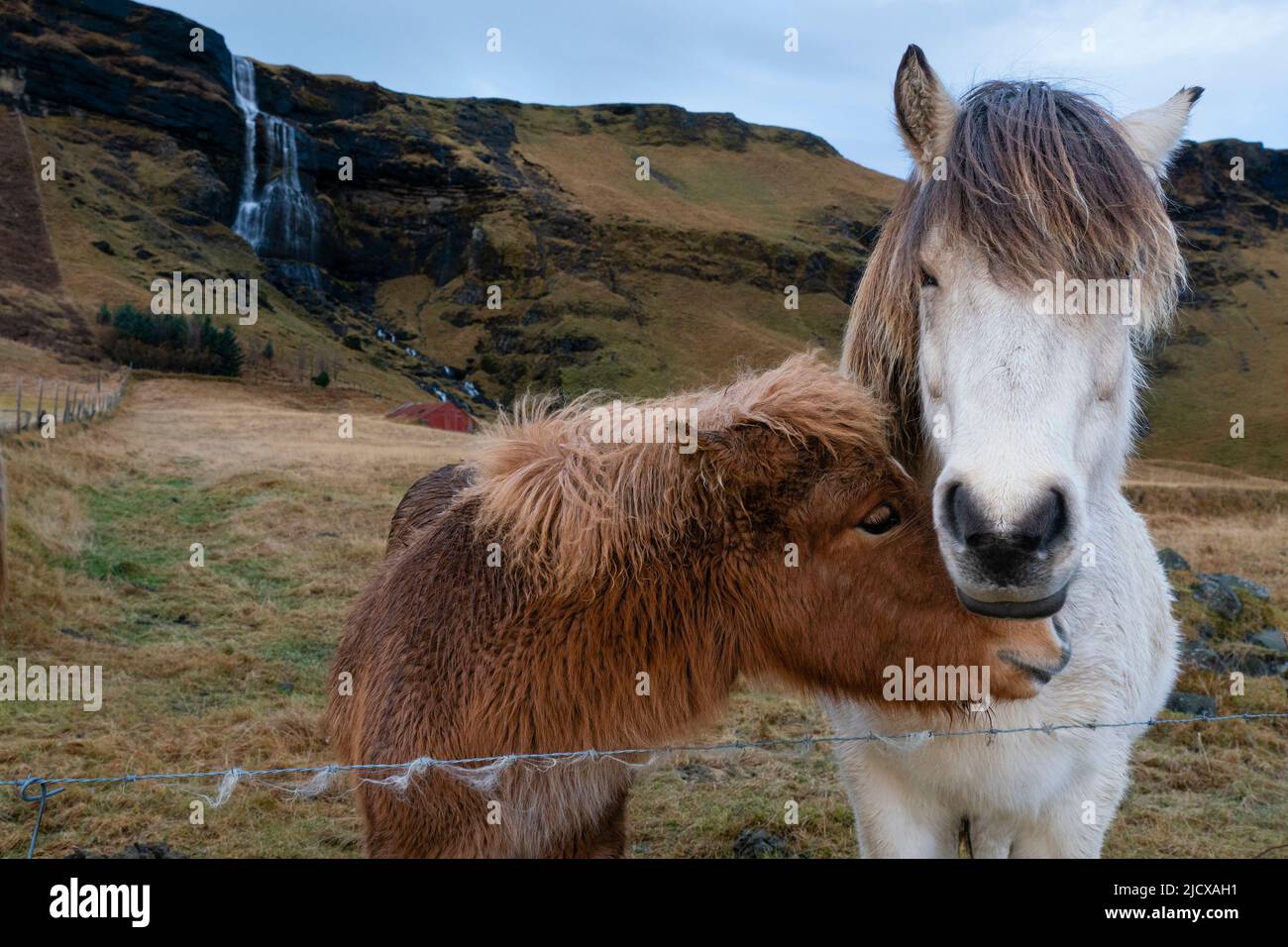Cavalli islandesi vicino Vik, Islanda, regioni polari Foto Stock