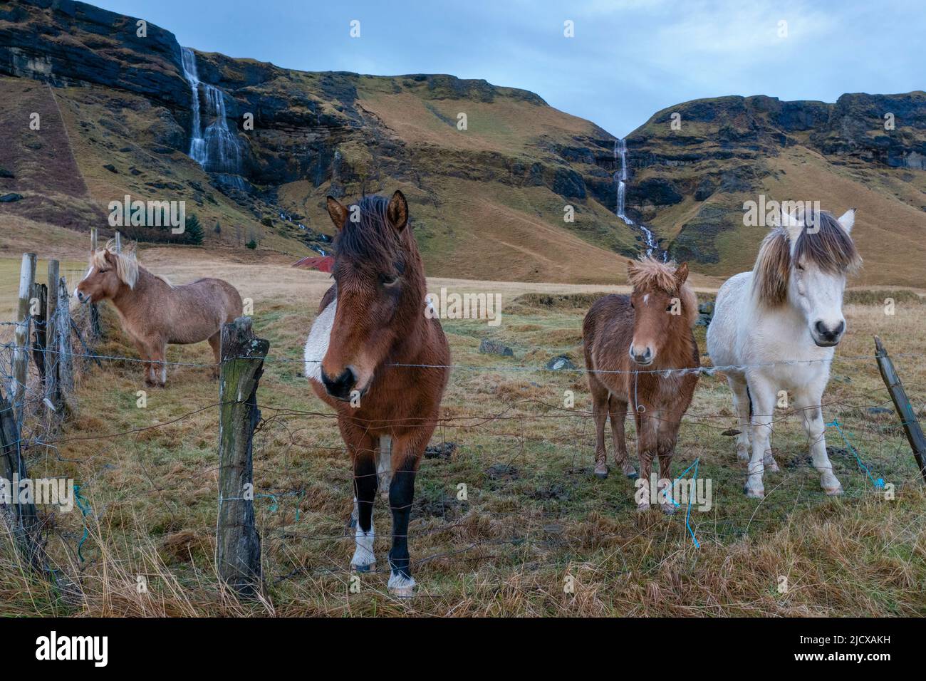 Cavalli islandesi vicino Vik, Islanda, regioni polari Foto Stock