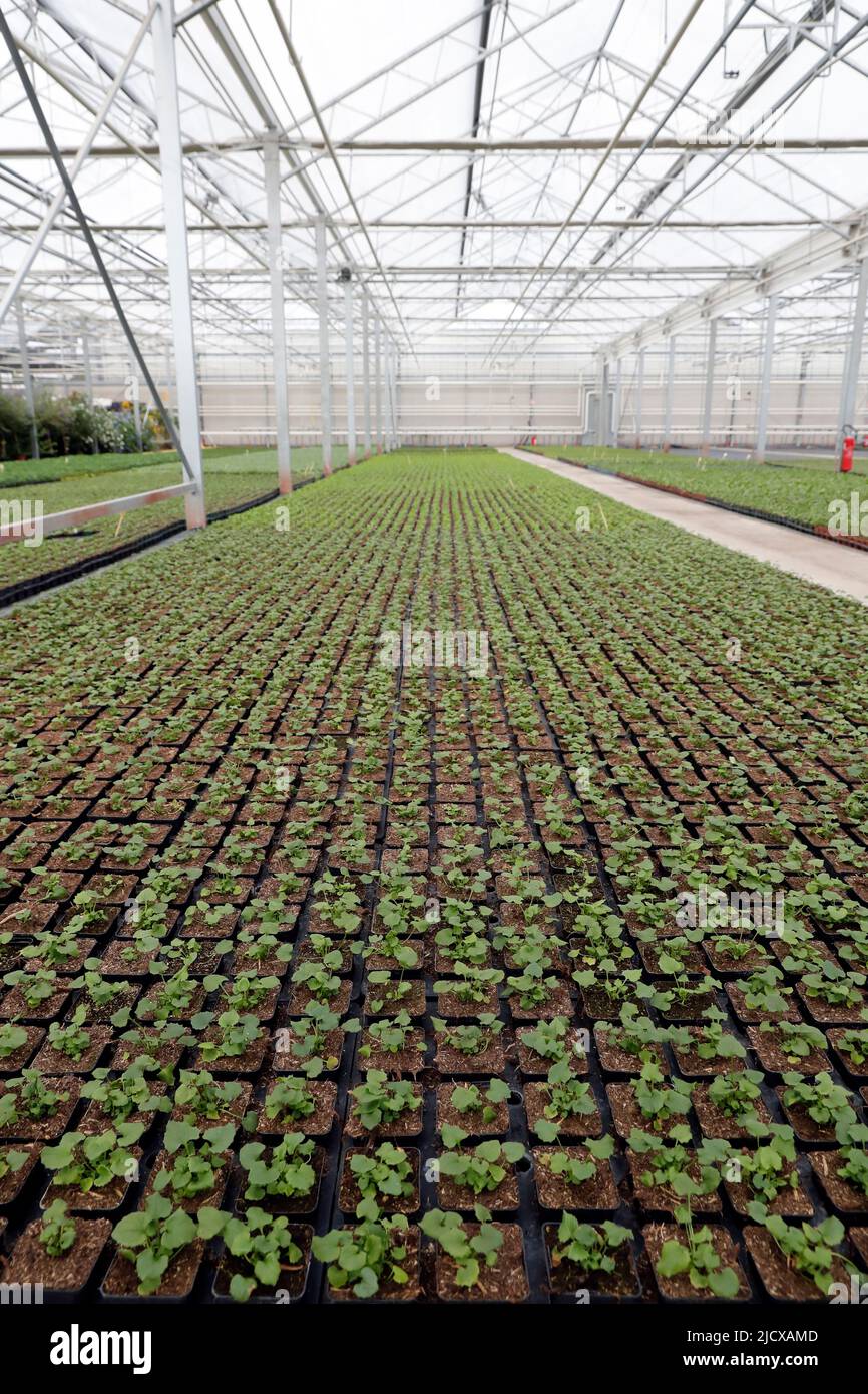 Produzione di fiori e coltivazione di piante in serra, Annecy, Haute-Savoie, Francia, Europa Foto Stock