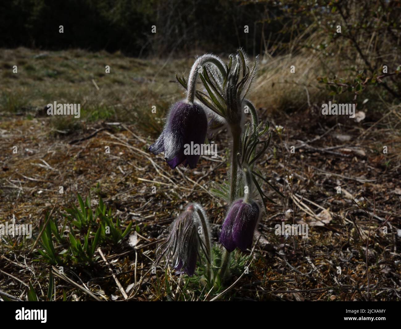 Pulsatilla pratensis è una lista rossa per le specie a rischio di estinzione. Quindi, se lo vedi, prenditi del tempo per ammirare il bellissimo fiore della testa ad arco. Foto Stock