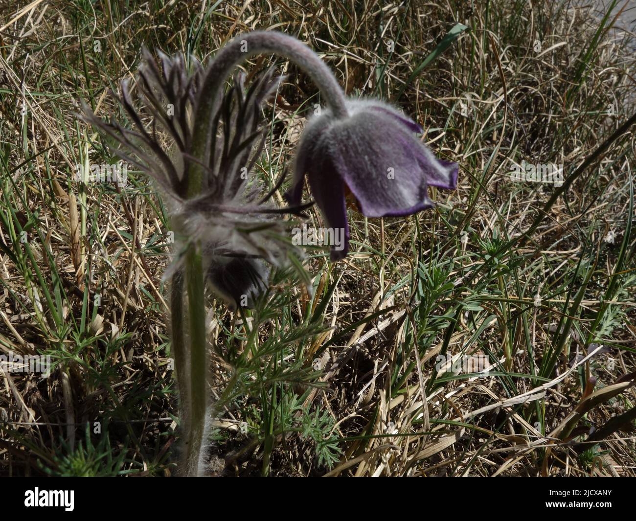 Pulsatilla pratensis, con le sue teste ricurve di colore viola, sul prato secco. Foto Stock