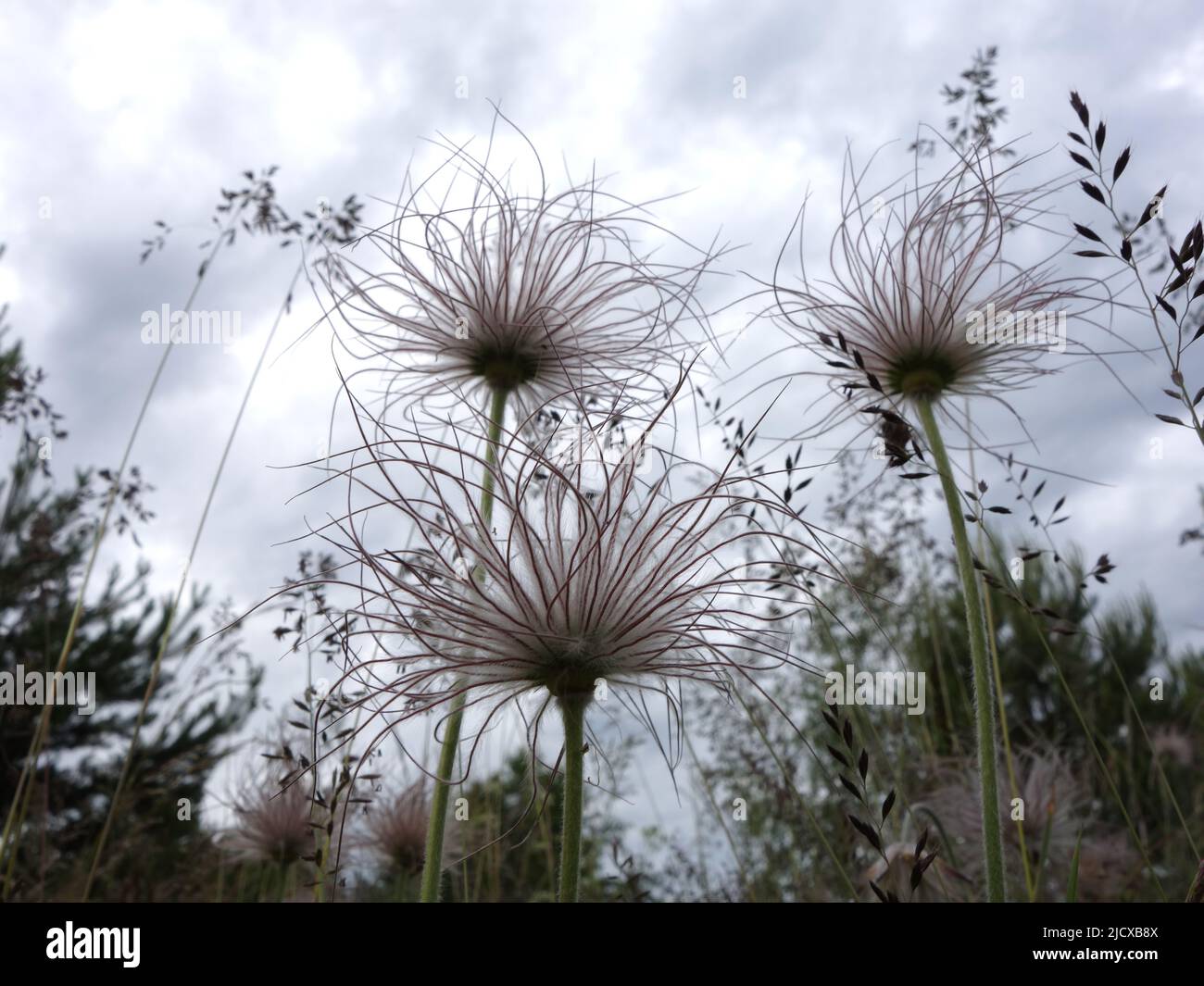 Pulsatilla pratensis dopo la fioritura con la sua testa a spazzola che si gonfio nel vento. Foto Stock