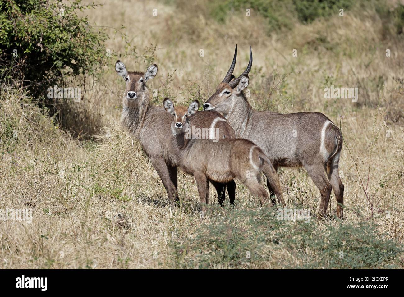 Tre Waterbuck incluso maschio con corna nel Parco Nazionale di Chobe Botswana Foto Stock