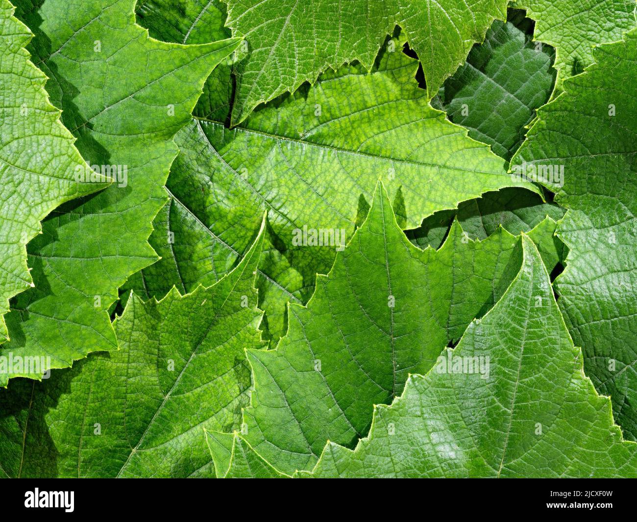 Le foglie di uva verde si ricompongono come sfondo Foto Stock