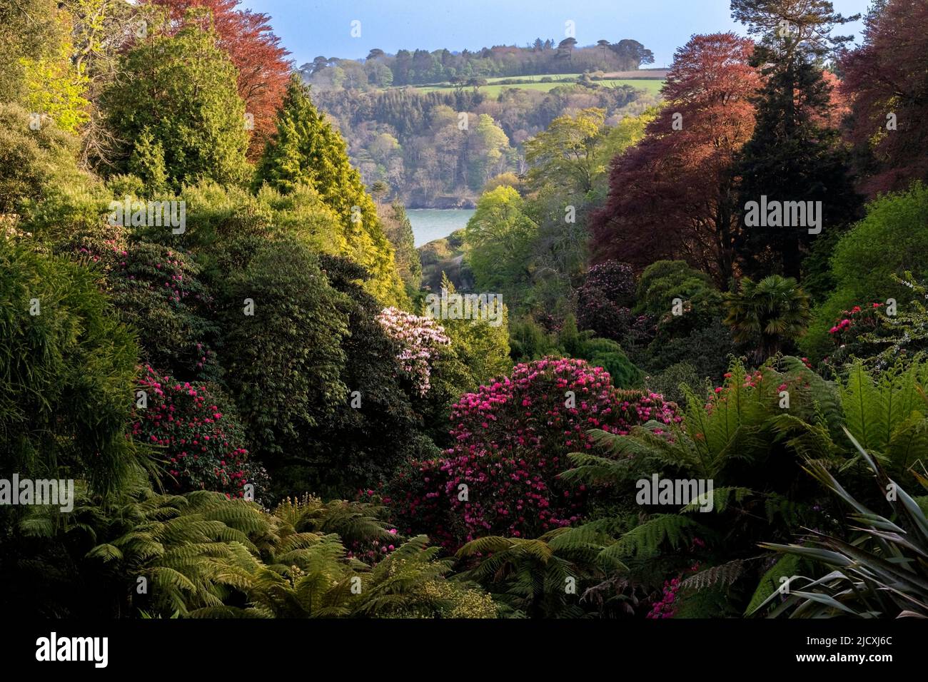 La vista iconica lungo la valle boschiva subtropicale del Giardino Trebah in Cornovaglia. Foto Stock