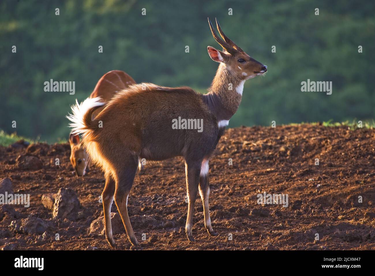 Il bushbuck (Tragelaphus scriptus) è una specie comune e diffusa di antilope nell'Africa sub-sahariana. Il bushbuck si trova in una vasta gamma di abitudine Foto Stock