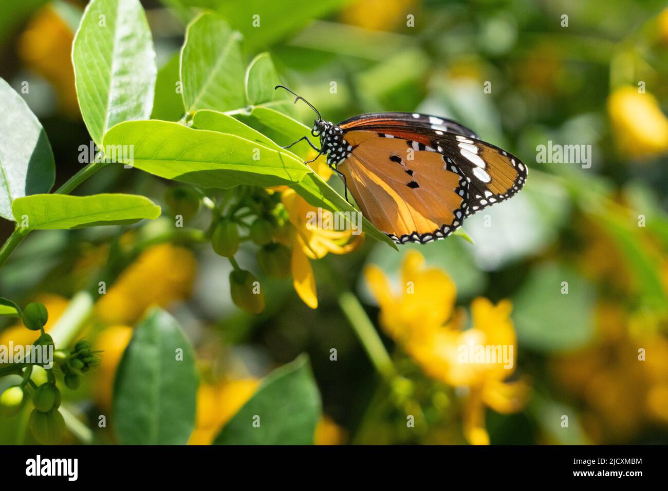 Tigre pianura (Danaus chrysippus) AKA African Monarch Butterfly su un fiore Lantana (verbena) fotografato in Israele, nel mese di settembre Foto Stock