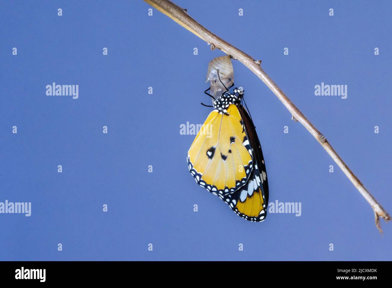 Farfalla (Danaus chrysippus), monarca africano o farfalla tigre comune che emerge dal suo bozzolo. Questa farfalla si trova in Africa, India, Sud-eas Foto Stock