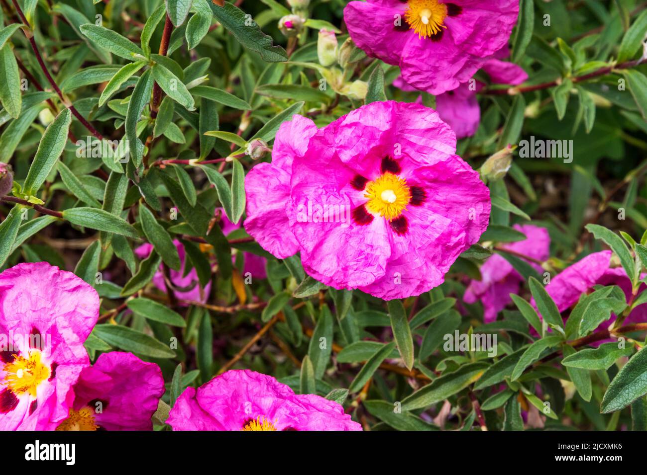 Orchidea rockrose, Cistus x purpureus. Foto Stock