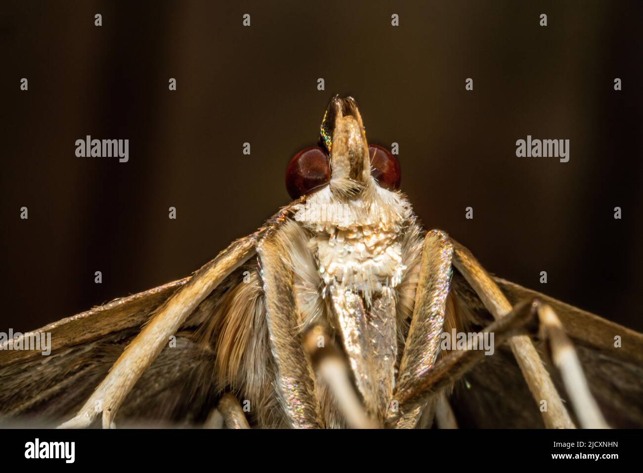 Vista in alto della testa, del seno e delle gambe di una farfalla in ultra macro Foto Stock